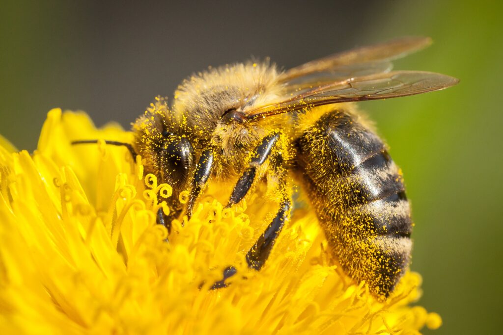 Honeybee covered in pollen